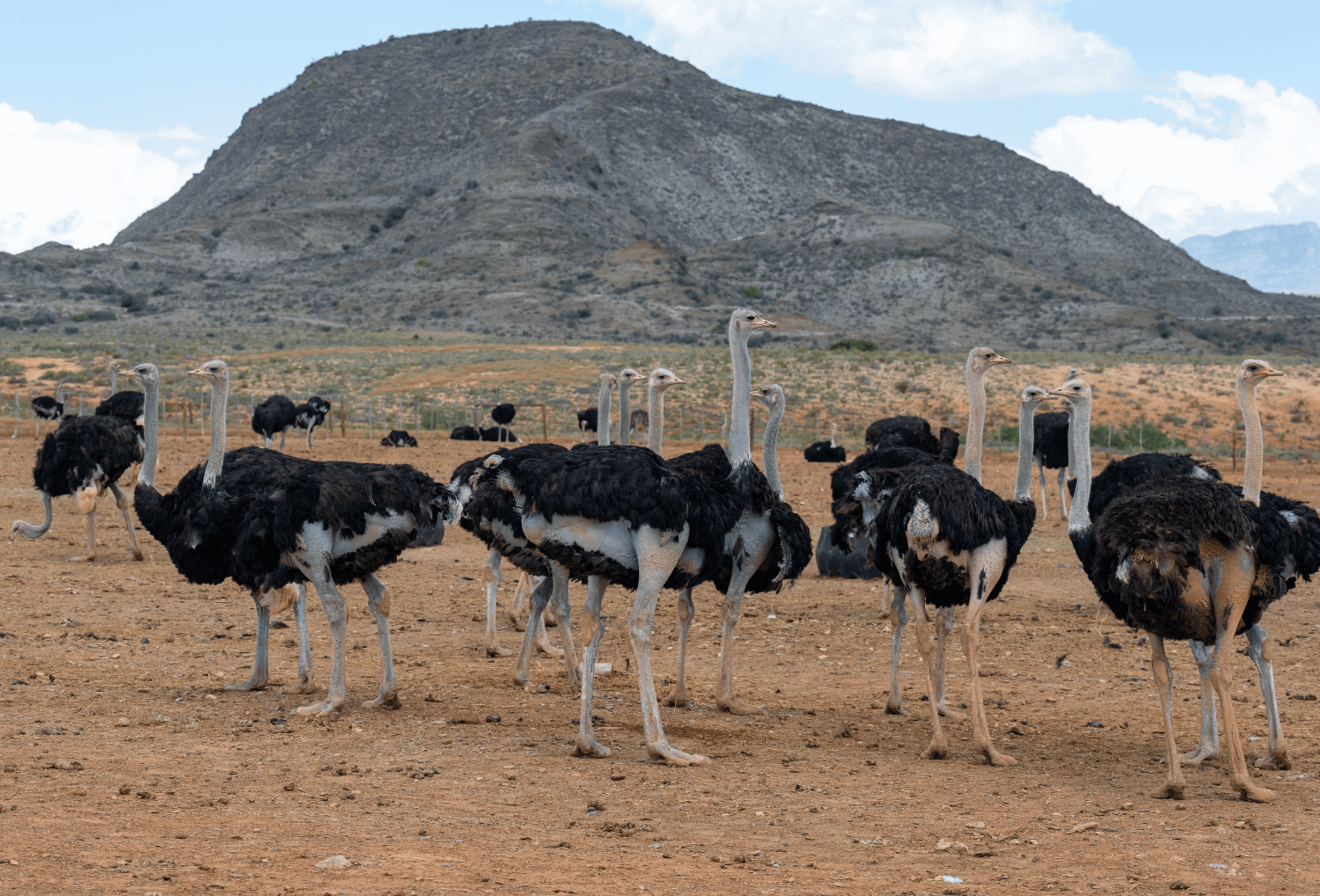 Struisvogels in Oudtshoorn