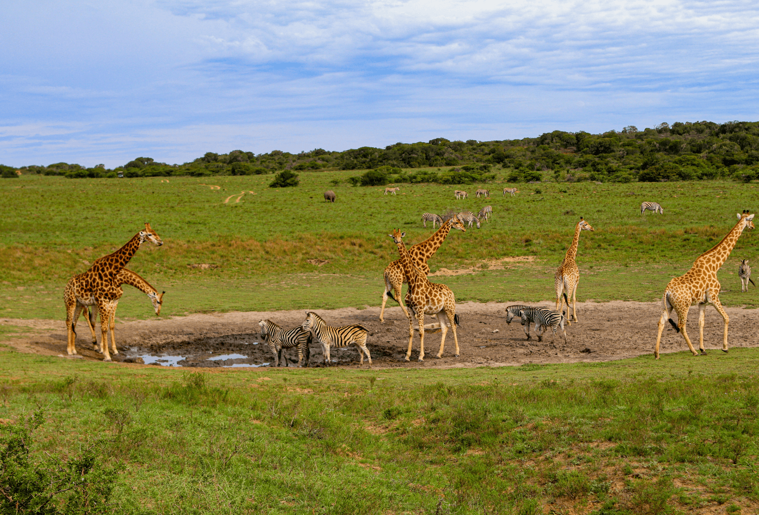 Giraffen en Zebra's in Zuid-Afrika