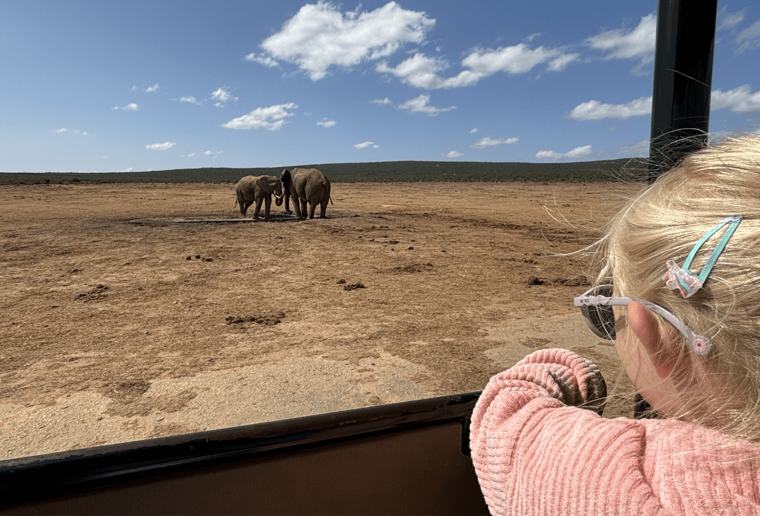 Olifanten in Addo National Park