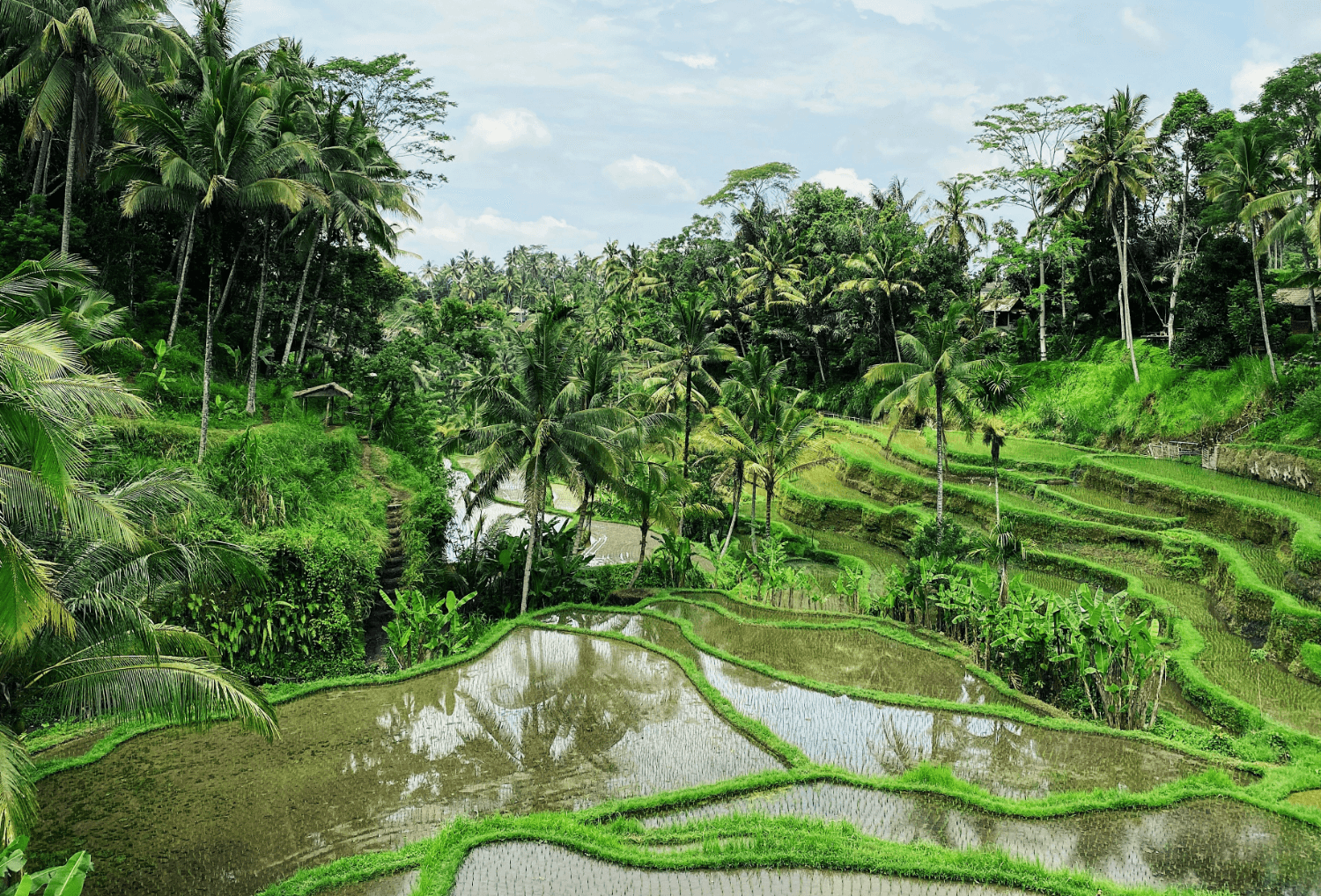 Ubud landschap