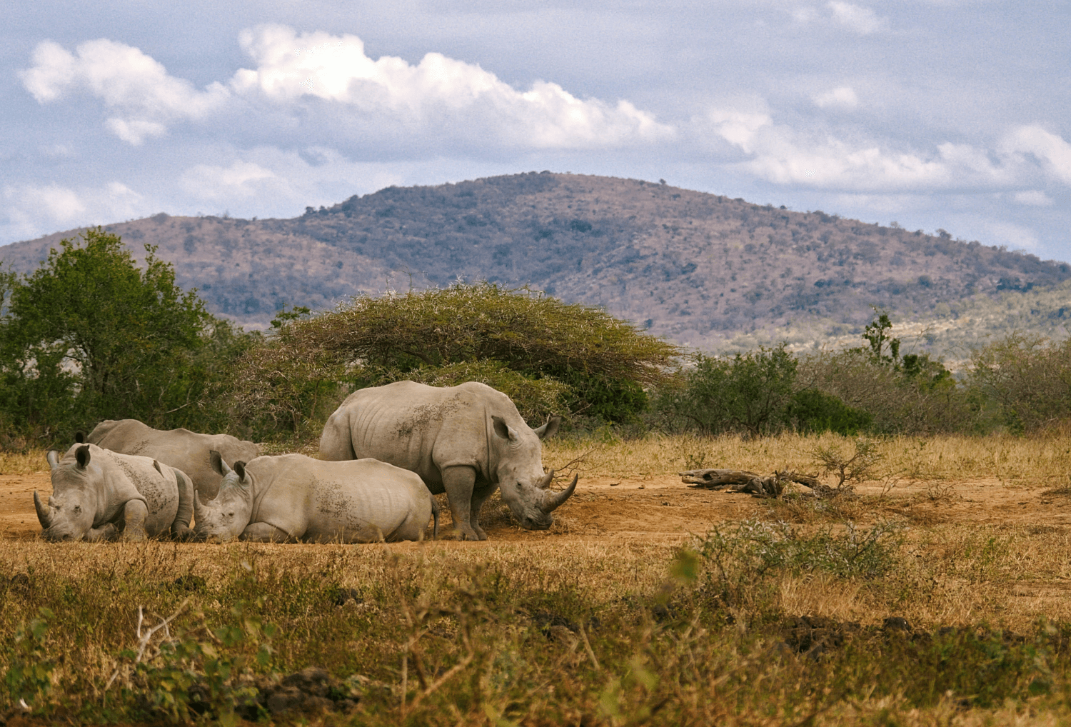 Neushoorns in Zuid-Afrika