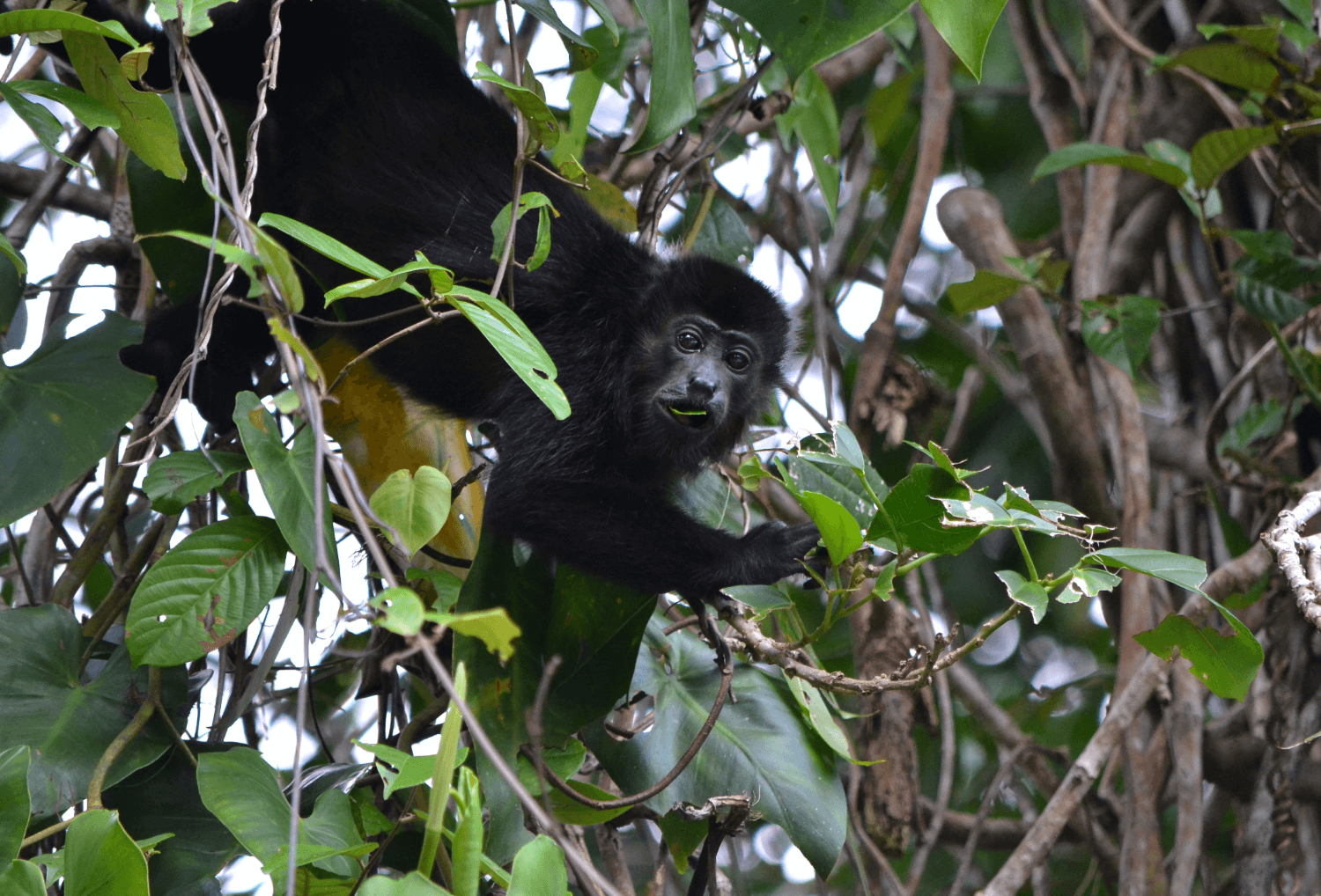 Aapje in Tortuguero national park