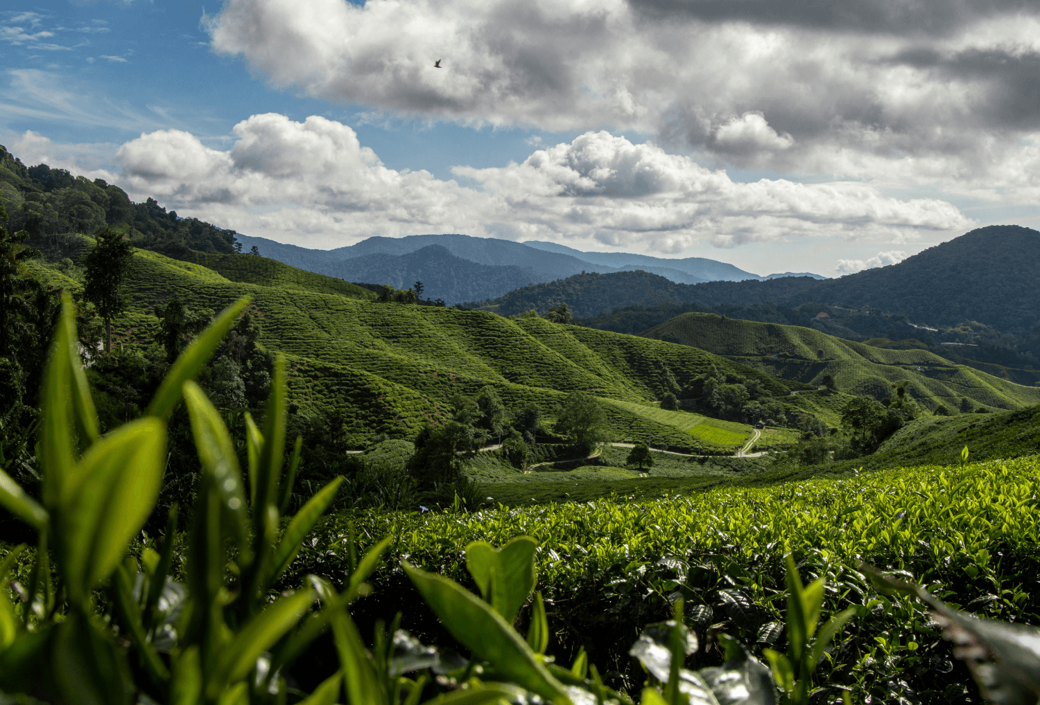 Familiereis Maleisie Cameron Highlands