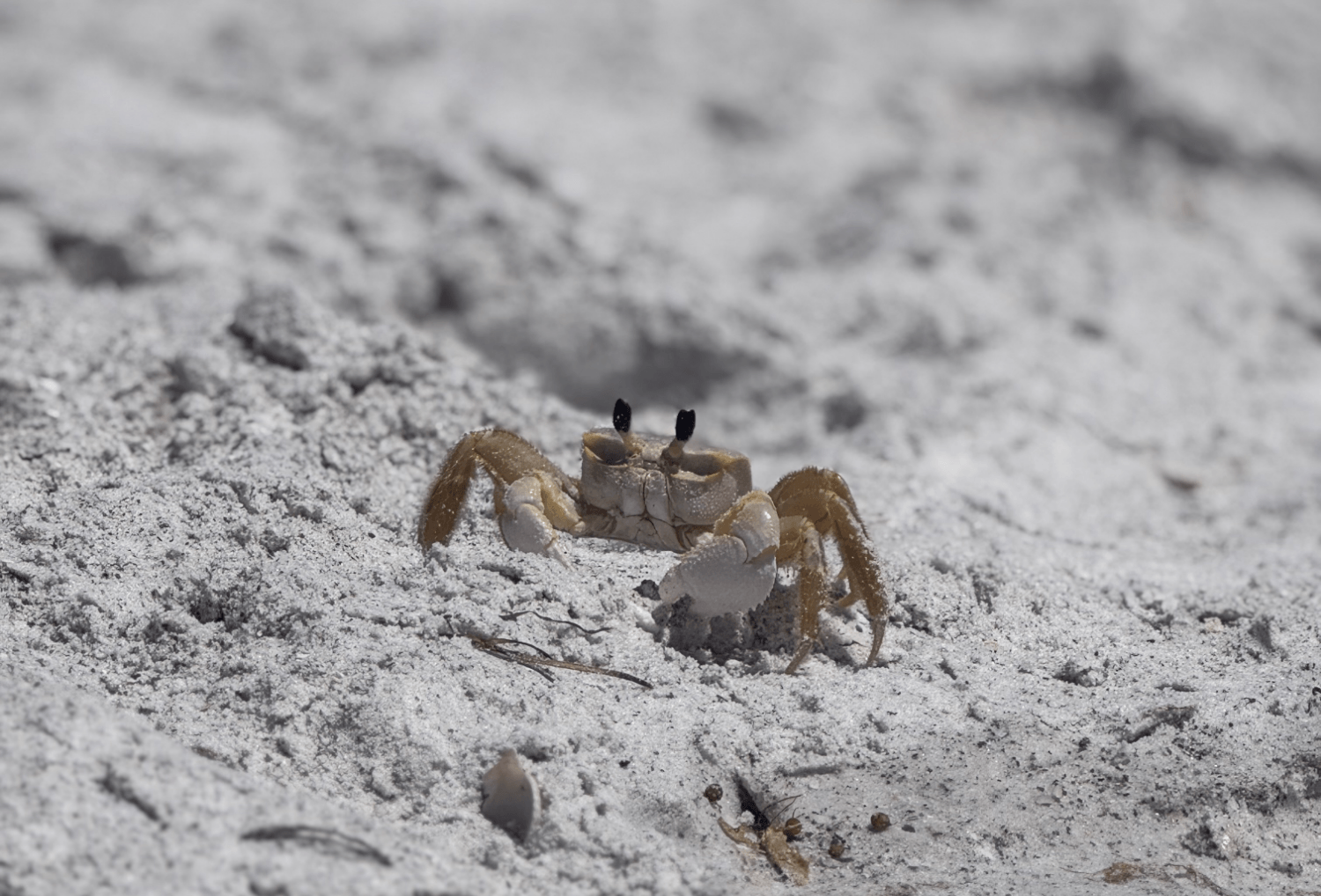 Krabje op het strand