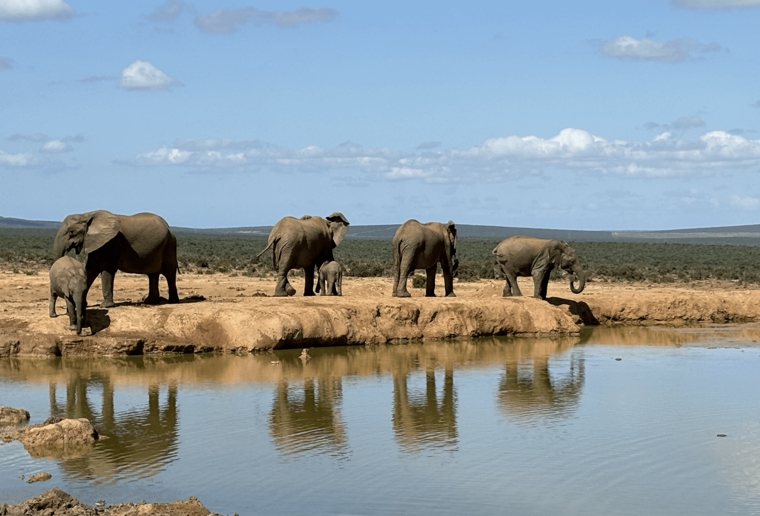 Addo Elephant Park