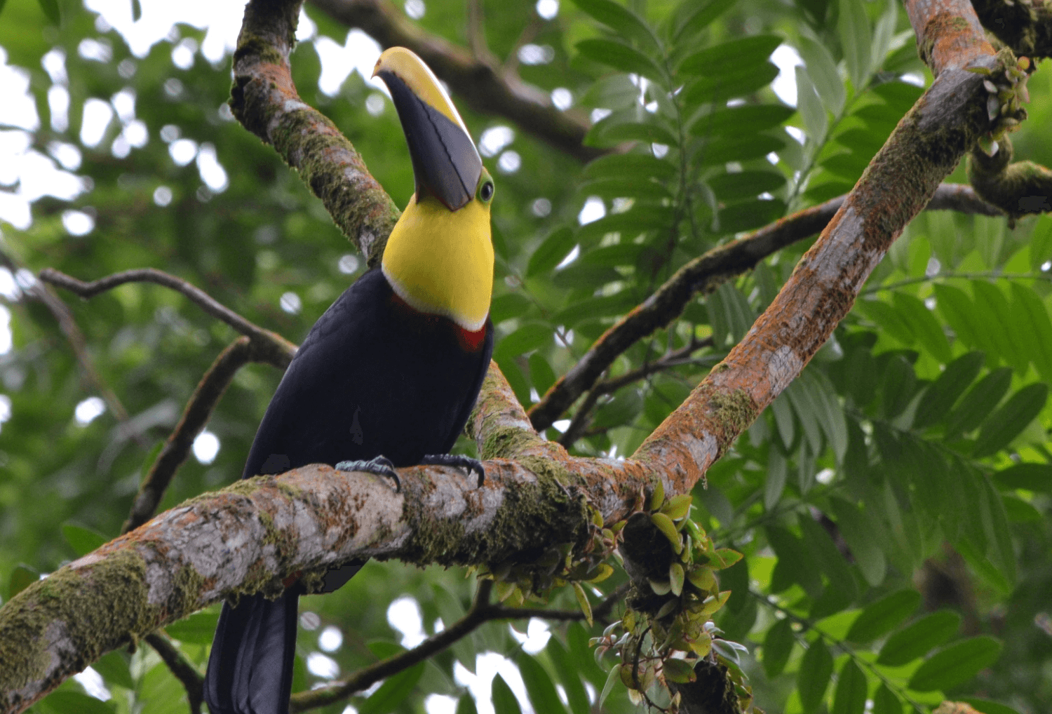 Toekan in Tortuguero national park