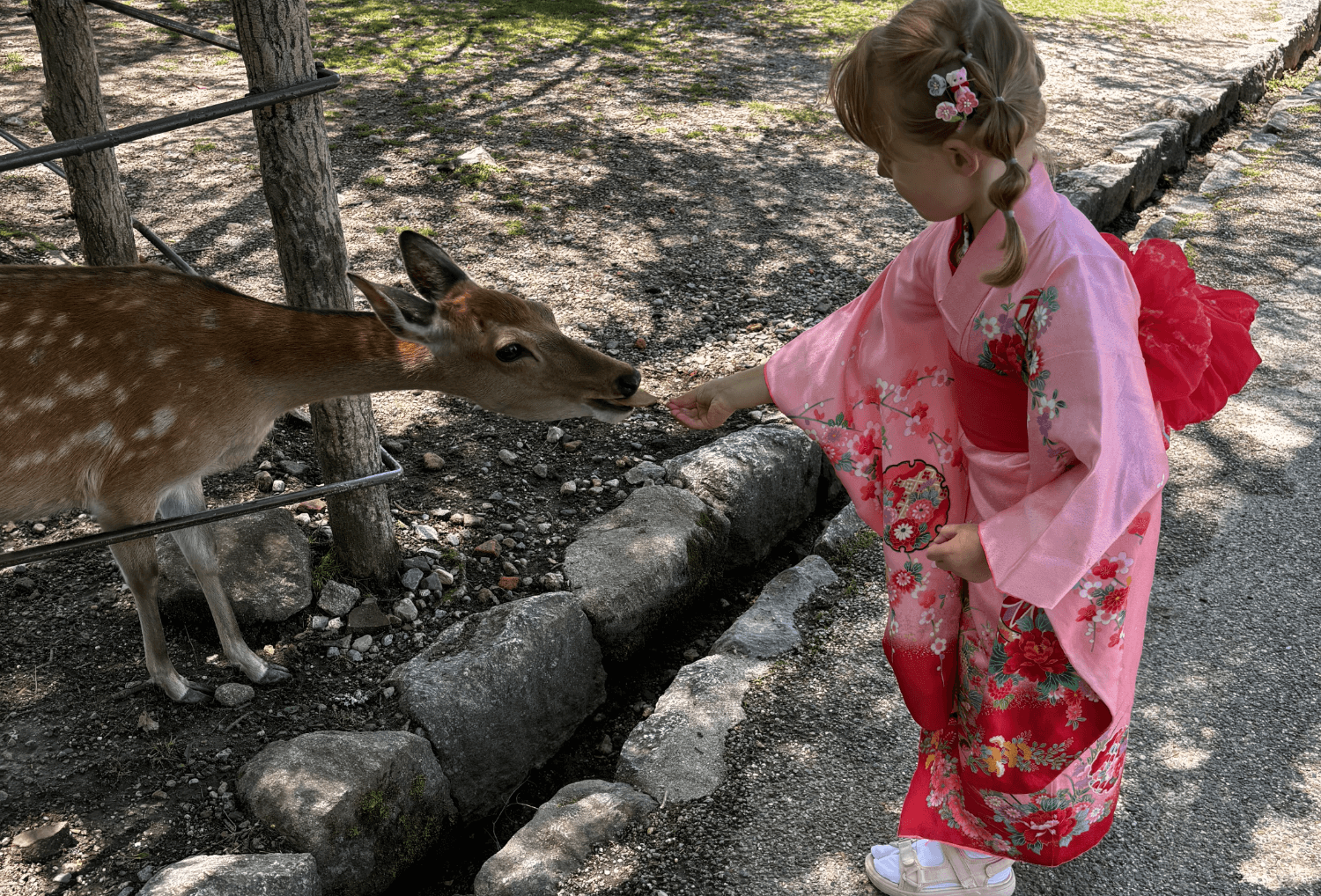 kind voert herten in nara japan