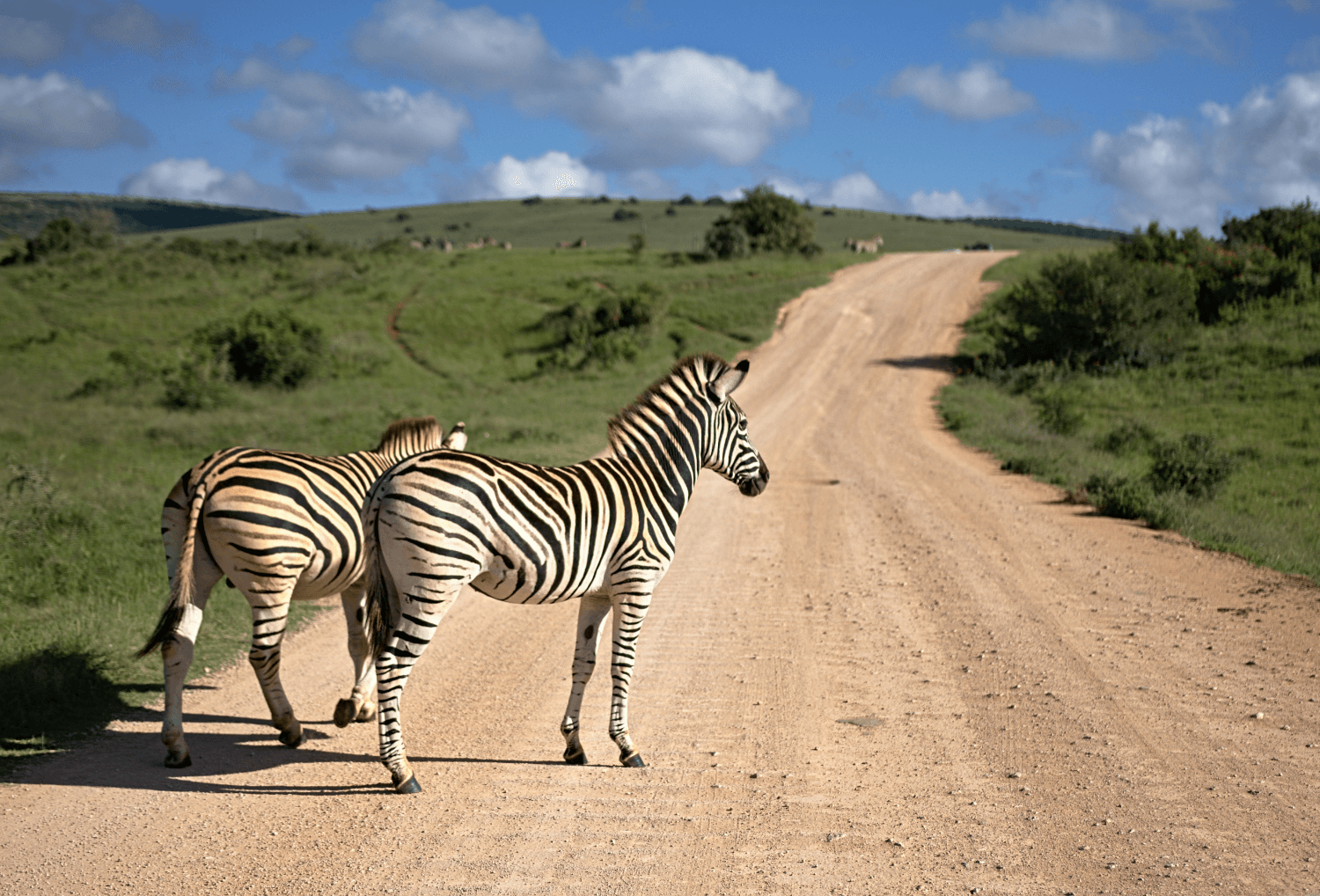 Zebra in Zuid-Afrika