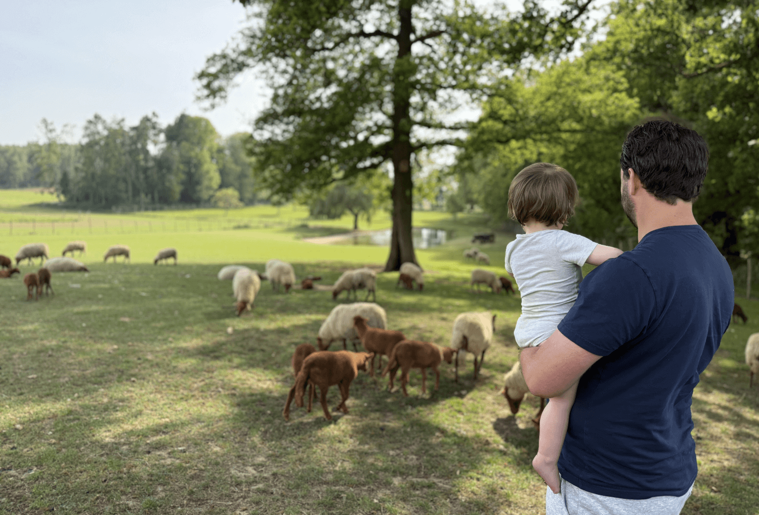 uitzicht over de schapen bij lianko