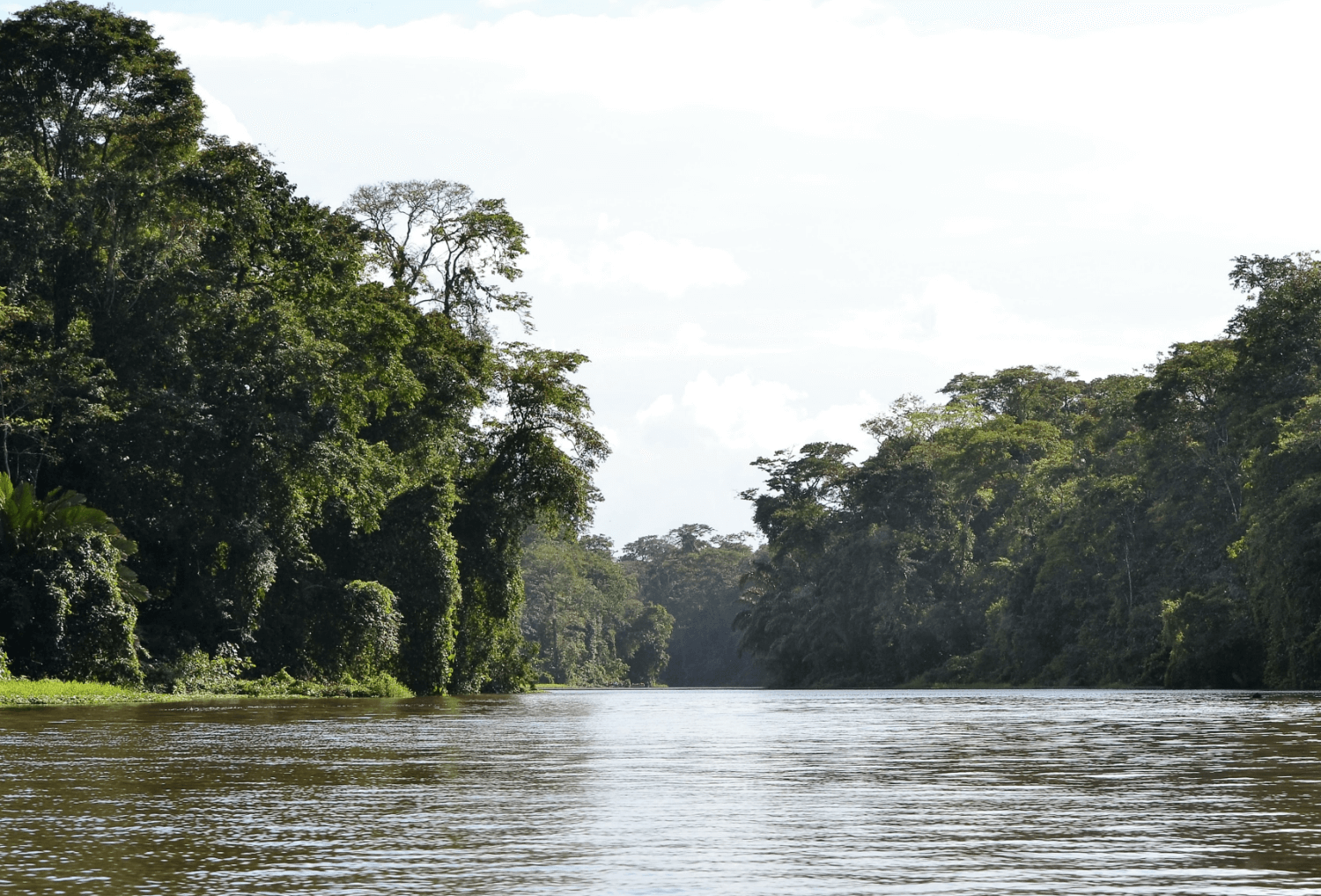 Tortuguero national park uitzicht amazone