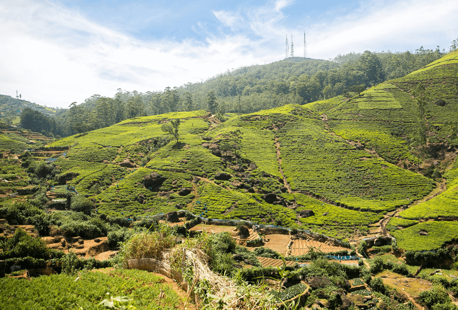 Familiereis Sri Lanka - Uitzicht over Nuwara Eliya