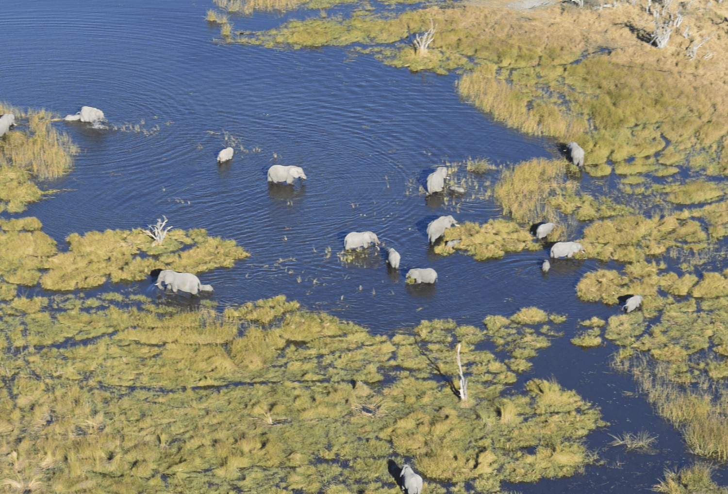 Botswana-10-safari-Okavango-delta
