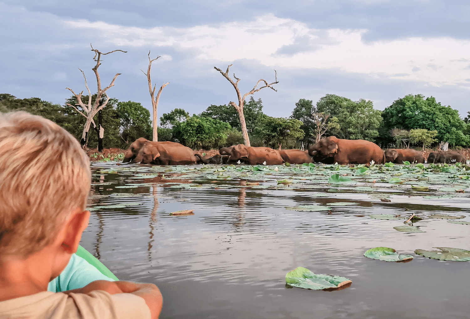 Gastblog-Sri-Lanka-olifanten