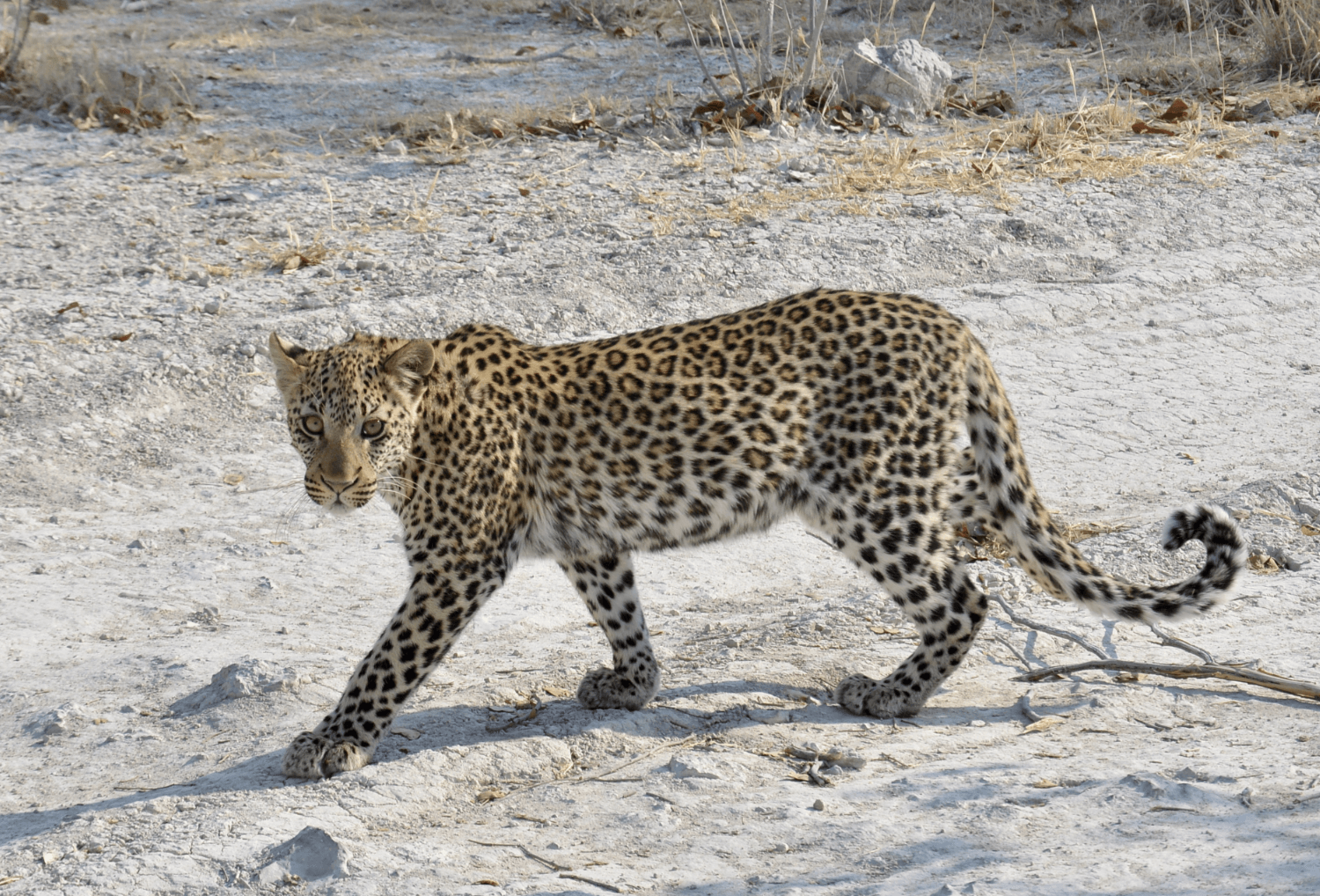 Namibie-luipaard