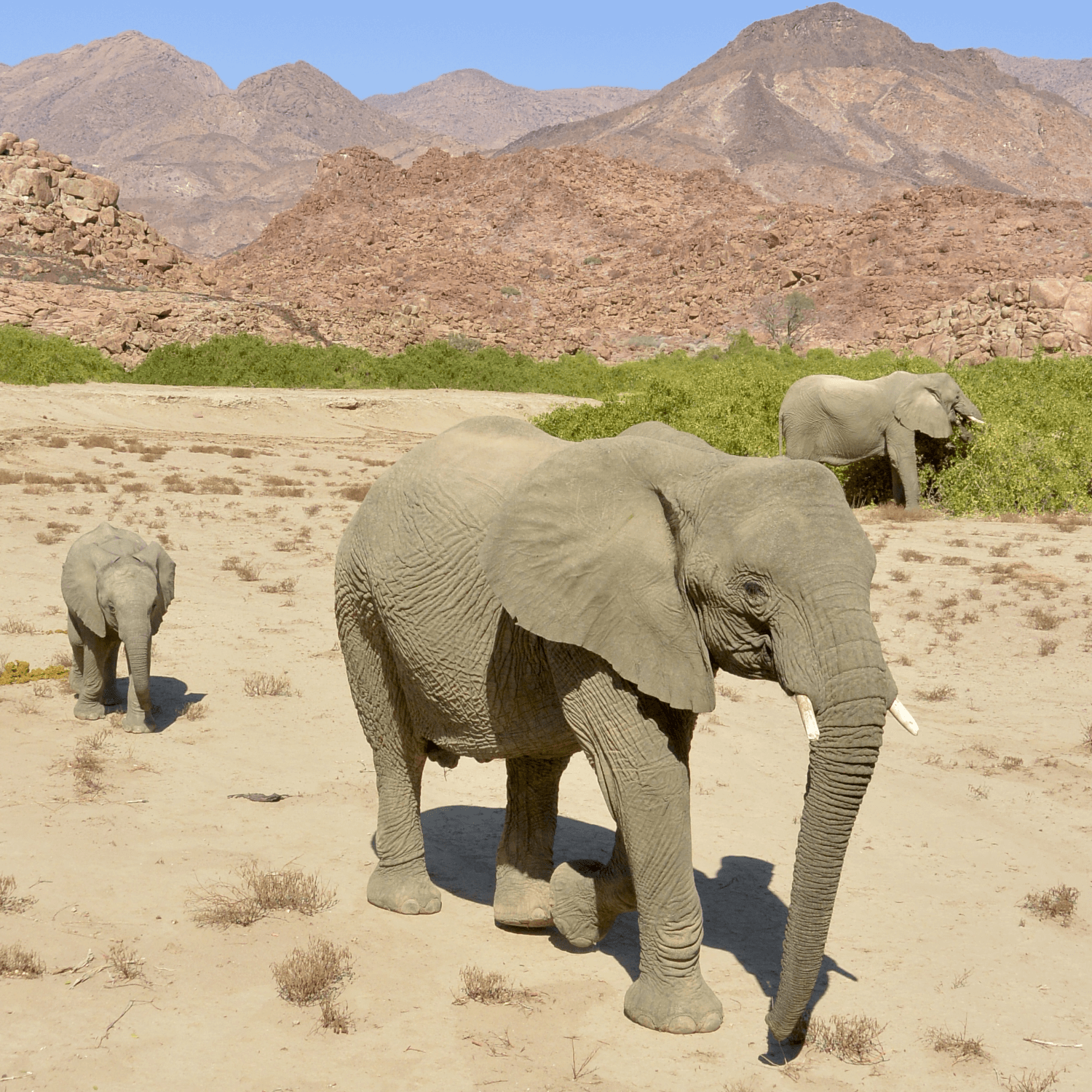 Namibie-3-woestijnolifanten