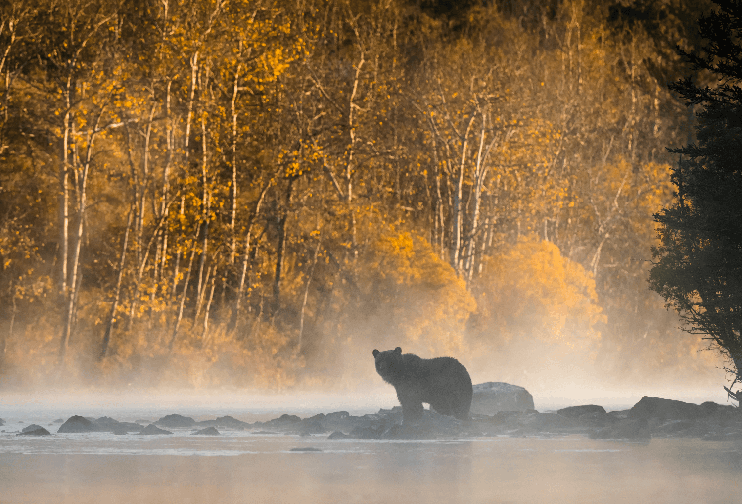 Rondreis-canada-grizzly-bear