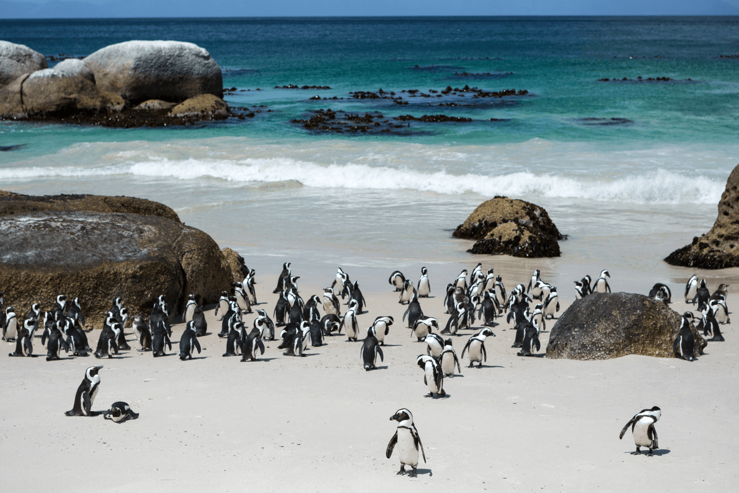 Zuid-Afrika-met-kinderen-kaapstad-pinguïns