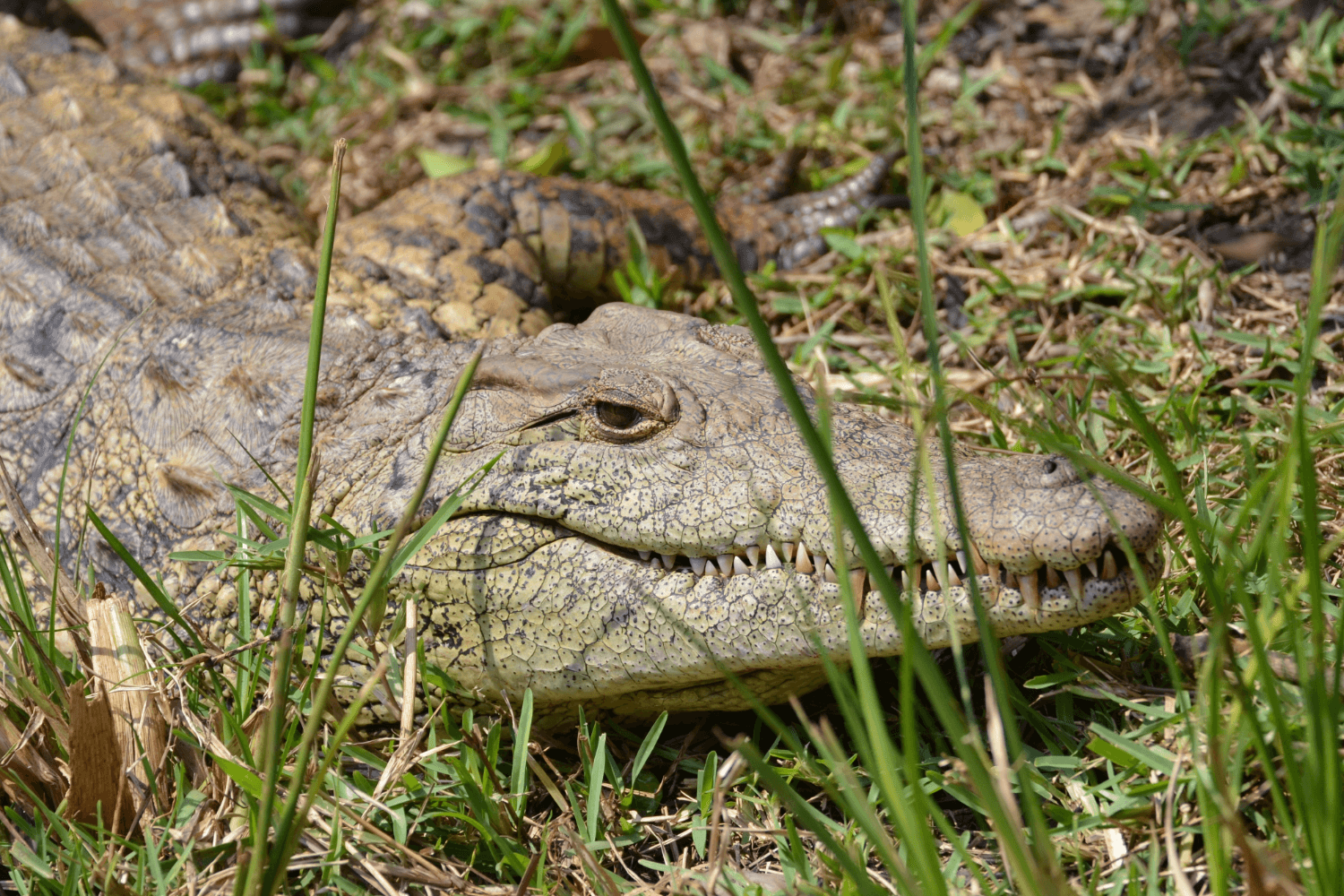 Zuid-Afrika-met-kinderen-komatipoort-krokodil