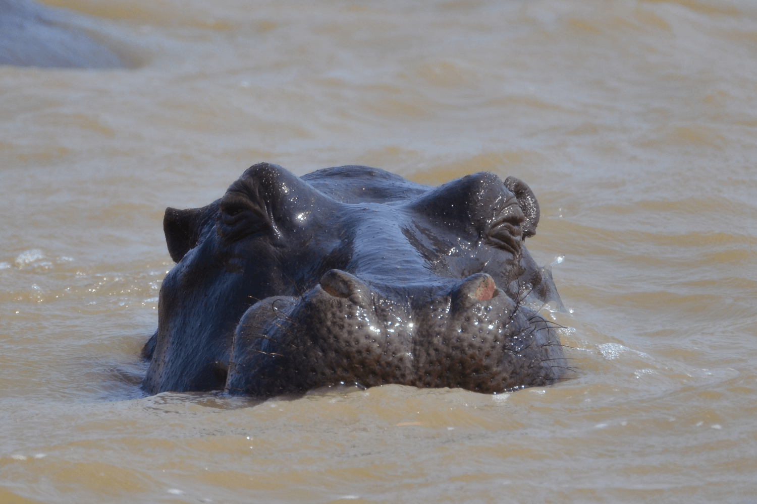 Zuid-Afrika-met-kinderen-stlucia-nijlpaard