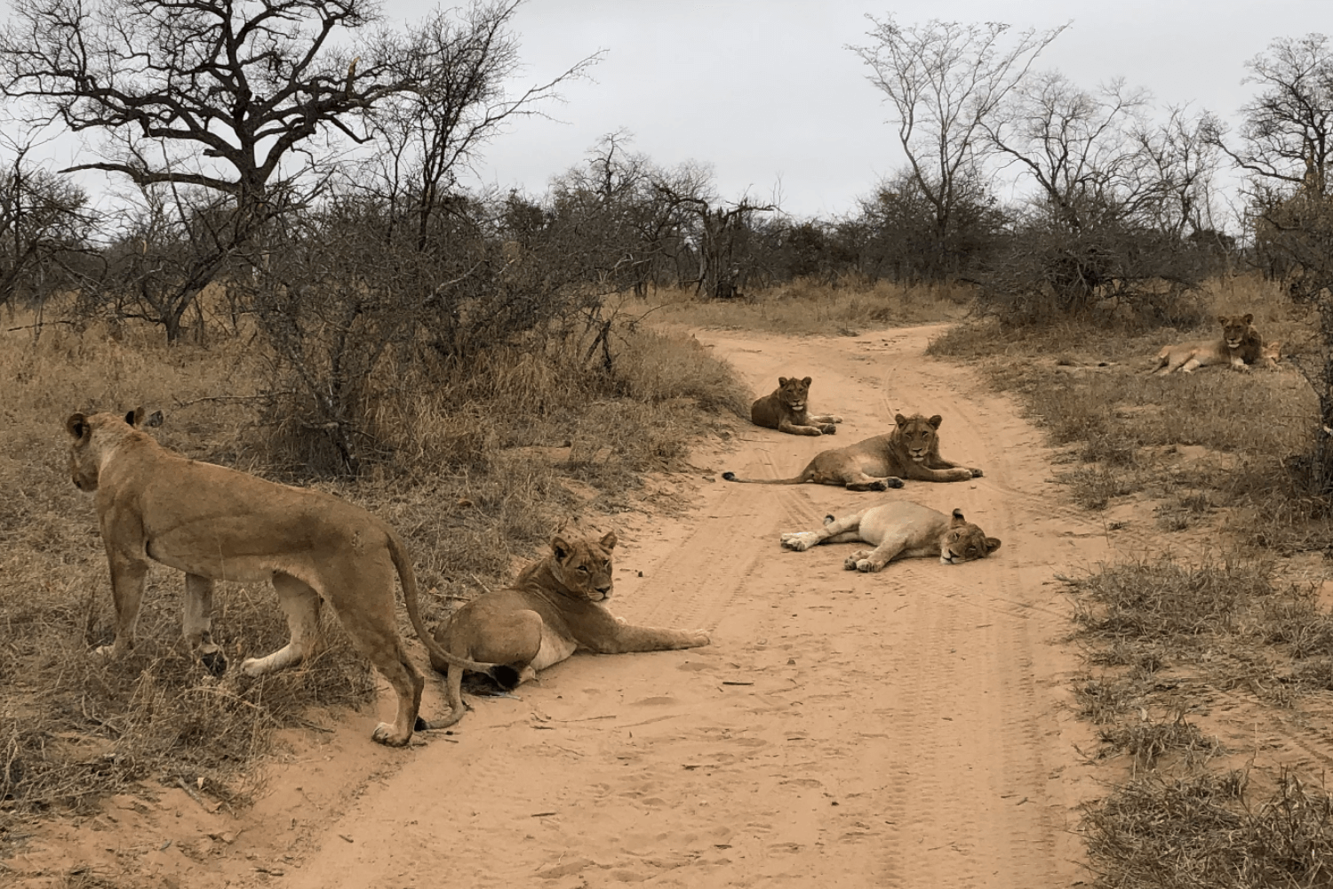 Zuid-Afrika-met-kinderen–safari-thornybush-game-reserver-leeuwen-op-de-weg