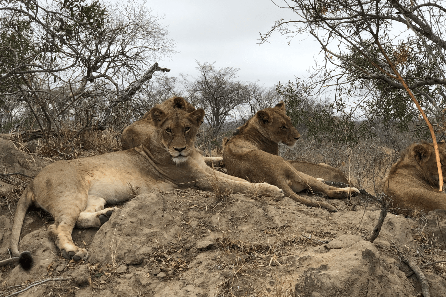 Zuid-Afrika-met-kinderen–safari-thornybush-game-reserver-leeuwen