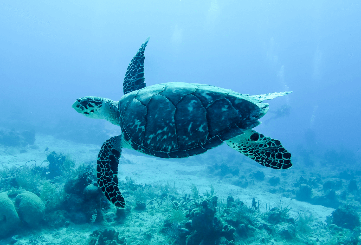 Pemuteran-zeeschildpadden