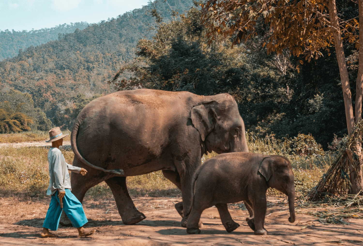 Familiereis Thailand Chiang Mai olifanten