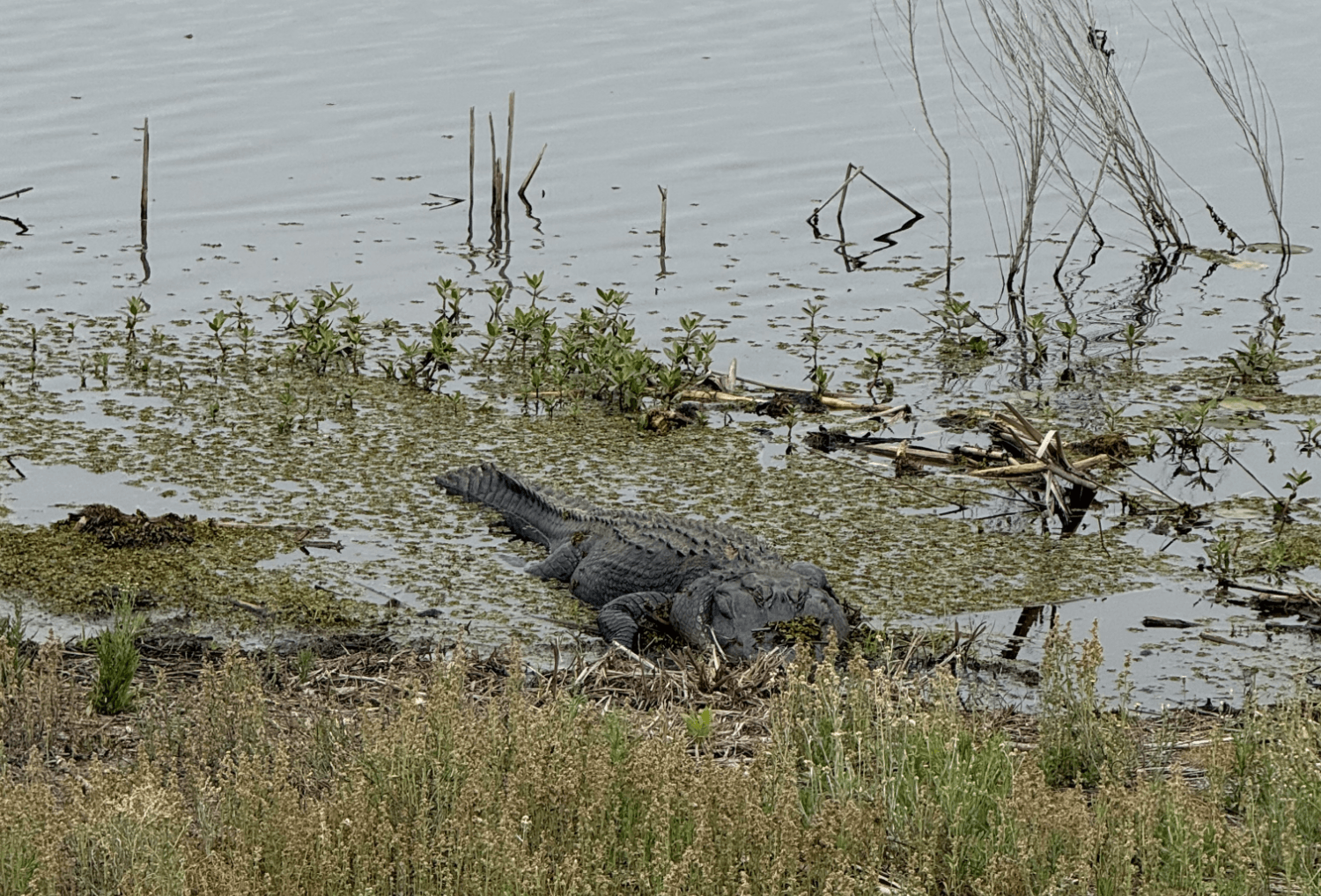 alligator in Savannah