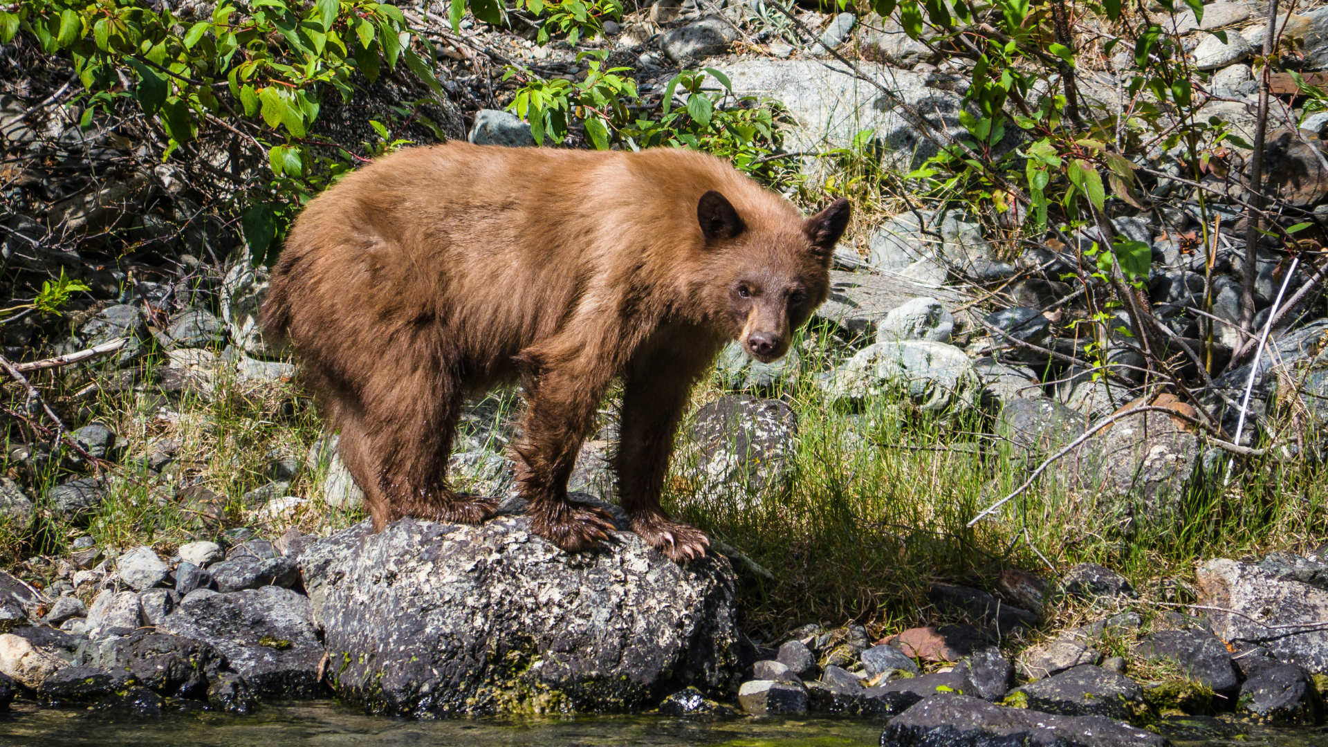 Jasper National Park