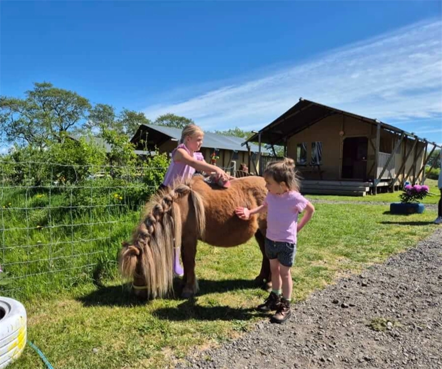 Boerencamping De Bonte Fries – FarmCamps WeDiscover