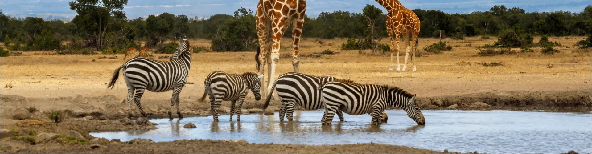 Banner image WeDiscover